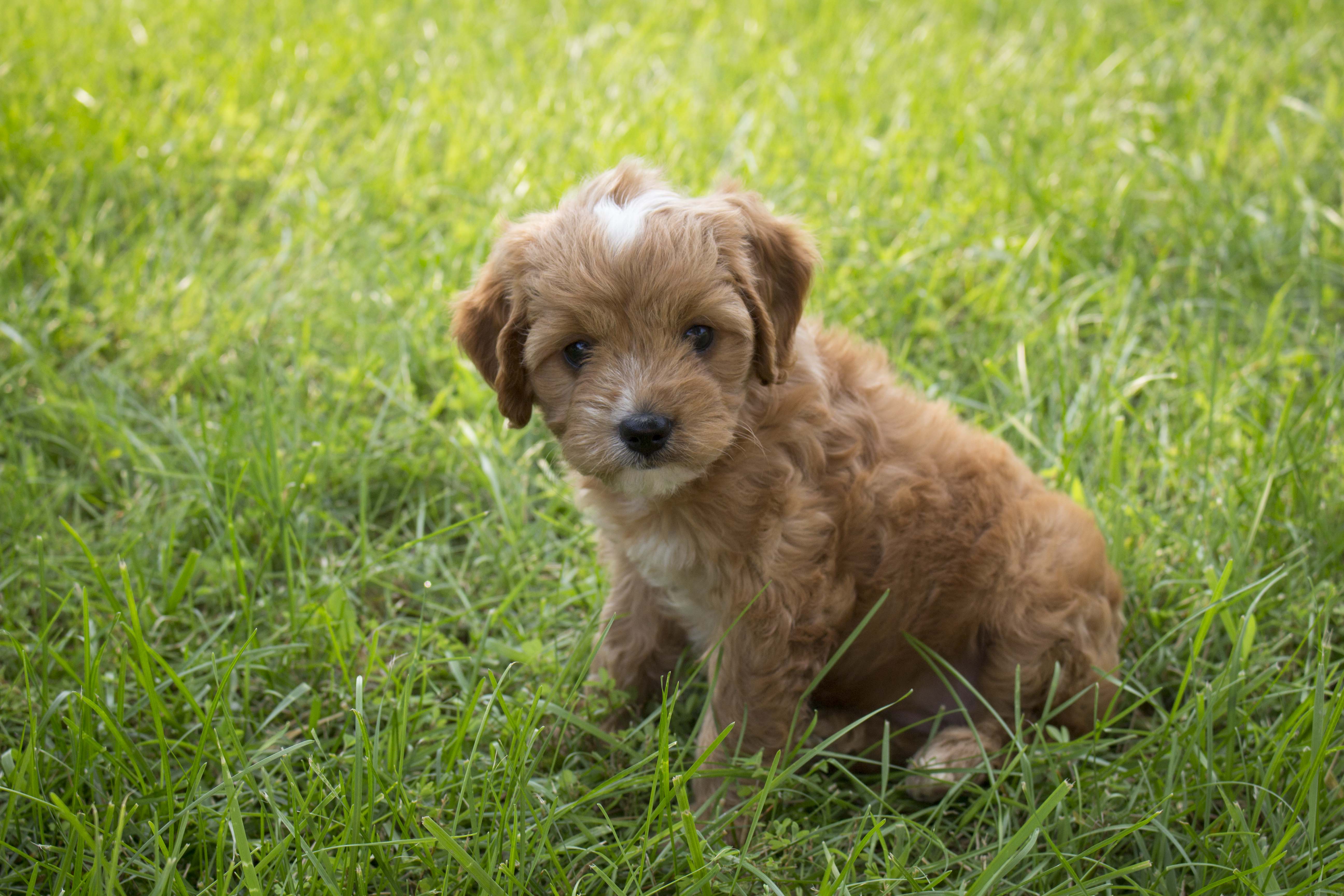 baby cavapoo